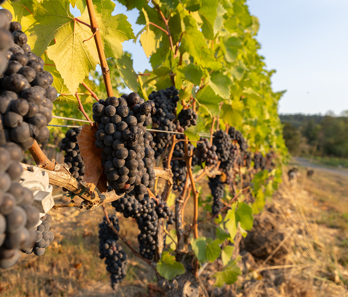 Wine Tasting & Vineyard Experiences — Zenith Vineyard